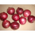 Fresh Red Onion for Exporting (3-5cm)